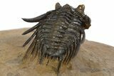 Spiny Leonaspis Trilobite - Top Quality Preparation #339623-4